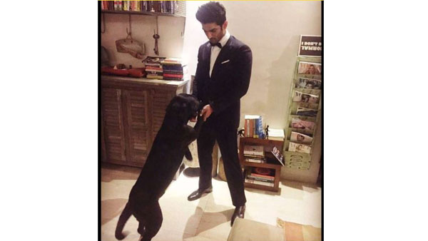 పెంపుడు కుక్క అంటే ఇష్టం