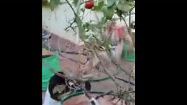 నా తోటలో పండిన పళ్లు ఇవి అంటూ