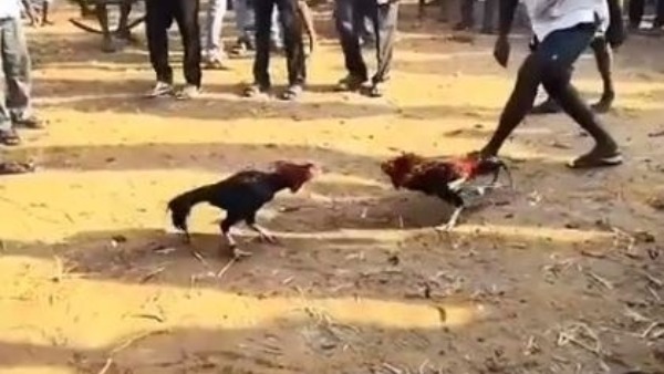 కోడిపందెలపై..