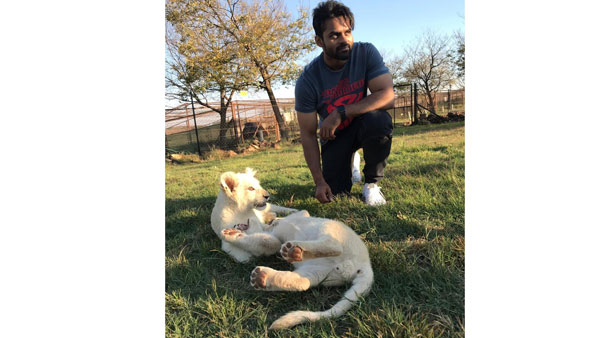  Sai Dharam tej pic with tiger cubs