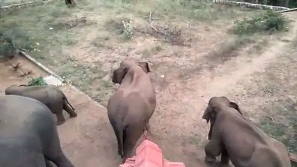  ఏనుగుల గుంపు రాగానే