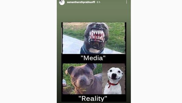 కుక్కల ఫోటోలు షేర్ చేసి