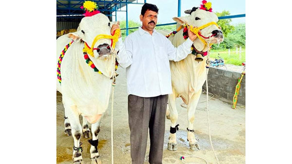 స్పెషల్ ఎట్రాక్షన్ గా కోడెలు