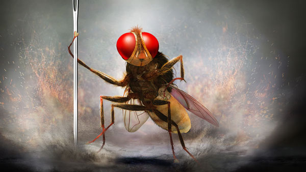 ఈగతో మరో సంచలనం