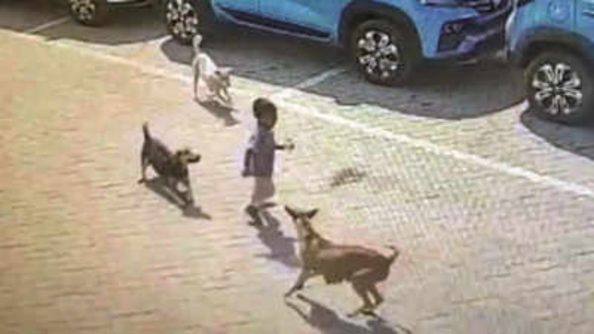  కుక్కల దాడిపై..