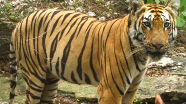 చిరుతను ఢీ కొట్టడంతో..