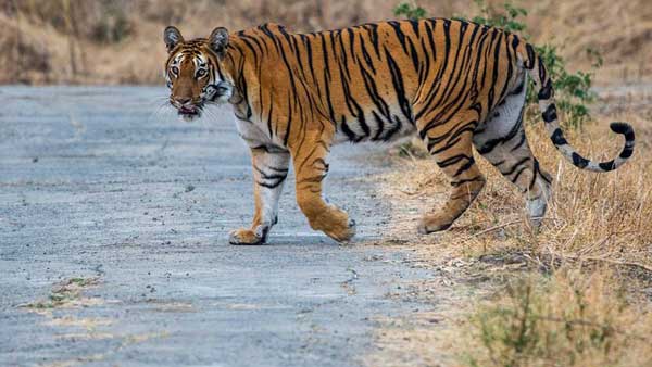 చిరుత నాపై దాడి చేశాక..