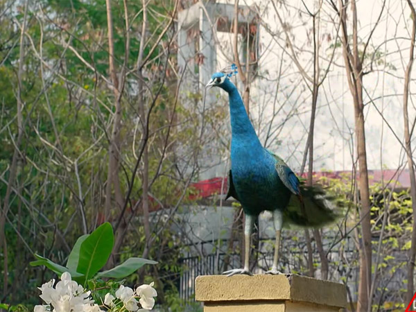 Subrahmanya Swamy saved Panchami from the attack of wolves on Naga Panchami February 20th Episode Subrahmanya Swamy saved Panchami from the attack of wolves on Naga Panchami February 20th Episode