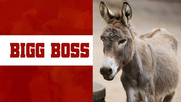 Donkey Gadharaj ruckus in Salman Khan s Bigg Boss 18