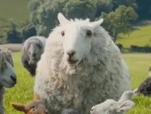 ‘Sheep Detectives’ Trailer Out: Hugh Jackman Leads The Flock; Teases A Quirky Mystery Ride