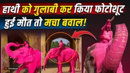 Pink Elephant: Did Russian Photographer’s Shoot Turn Fatal? Shocking Truth Revealed!