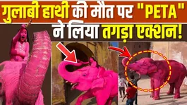 ‘Pink Elephant’ Photoshoot Row: PETA India Demands Action Against Russian Photographer!