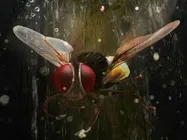 Sudeep's Naan Ee (Eega) rewrites history at Tamil Box Office