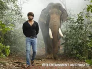 Yash Mobbed In US After The Special Screening Of Gajakesari