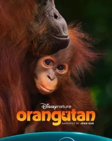 Orangutan
