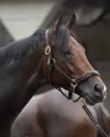 Thoroughbreds