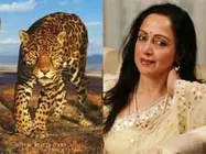 ಕನಸಿನ ಕನ್ಯೆ ಹೇಮಾ ಮಾಲಿನಿ ಬಂಗಲೆಗೆ ನುಗ್ಗಿದ ಚಿರತೆ 