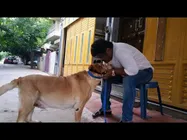 ಪ್ರೀತಿಯ ಅರ್ಜುನ್ ವಿಧಿವಶ; ದು:ಖತಪ್ತ ಜಗ್ಗೇಶ್