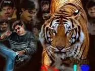 పవన్ కళ్యాణ్  'పులి' ఫస్ట్ వీక్ కలెక్షన్స్ ఇవే!?