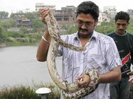 పాములు పట్టే టాలీవుడ్ హీరో... కొన్ని వందల సార్లు పాము కాటు తింటూ కూడా 