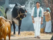  కాటమరాయుడు చిత్రంలోని ఎద్దు మృతి.. సైరాలో కూడా, అప్పటి నుంచి తిరుగులేకుండా! 